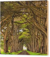 Twisted Point Reyes Cypress Tunnel Wood Print
