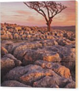 Twisted Tree In Limestone Pavement At Twistleton Scar,  Ingleton, Yorkshire Dales National Park,uk Wood Print