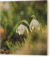 Galanthus Nivalis At Spring Wood Print