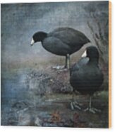 Two Coots Wood Print