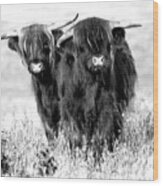 Two Cute Highland Cows In Black And White Wood Print