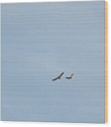 Two Hawks In Flight Wood Print