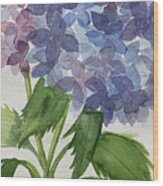 Two Hydrangeas Wood Print