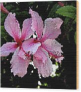 Two Pink Hibiscus Flowers Wood Print