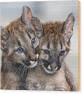 Two Puma Babies Very Close Wood Print