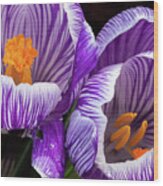 Two Purple And White Striped Crocus Wood Print