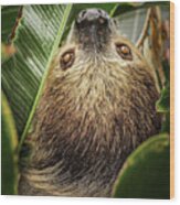 Two-toed Sloth Wood Print