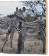 Two Zebras Wood Print