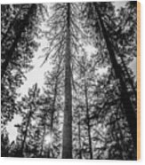 Upwards - In The Oregon Forest Wood Print