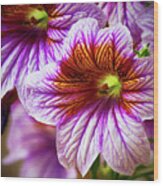 Variegated Purple Day Lily Wood Print