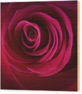 Velour Scarlet Rose Wood Print