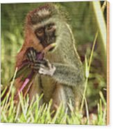 Vervet Monkey In Kenya Wood Print