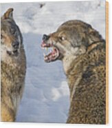 Very Angry Wolf! Wood Print