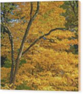 Vibrant Autumn Wood Print