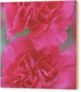 Vibrant Pink Carnations Wood Print