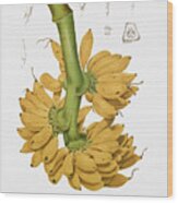 Vintage Botanical Illustrations - Banana Wood Print