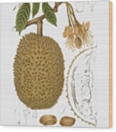 Vintage Botanical Illustrations - Durian Wood Print
