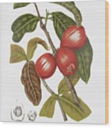 Vintage Botanical Illustrations - Malay Rose Apple Fruits Wood Print
