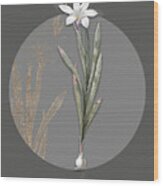 Vintage Botanical Ixia Liliago On Circle Gray On Gray Wood Print