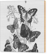 Vintage Butterflies Wood Print