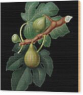 Vintage Fig Botanical Art On Solid Black N.0295 Wood Print