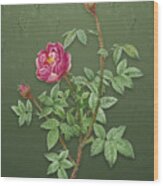 Vintage Moss Rose Botanical Art On Lunar Green Pattern N.1135 Wood Print