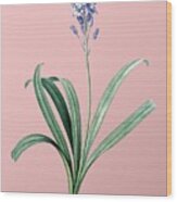 Vintage Spanish Bluebell Botanical Illustration On Pink Wood Print