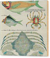 Vintage, Whimsical Fish And Marine Life Illustration By Louis Renard - Stone Crab, Bandt Hooft Wood Print