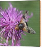 Volucella Pellucens Sitting And Standing On Red Clover Trying Find Some Sweet Wood Print