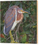 Wakodahatchee Wetlands Tricolored Heron Wood Print