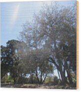 Walnut Creek Park Trees Wood Print