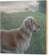 Watchful Golden Retriever On A Foggy Morning Wood Print