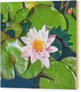 Pink Lotus Water Flowers - Fiori Sull'acqua Wood Print