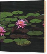 Water Lilies 9 Wood Print