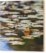 Water Lilies In Autumn Wood Print