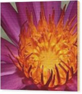 Water Lily On Fire Wood Print