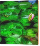 Water Lily, Owensboro Botanical Garden Wood Print