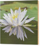 Water Lily Wood Print