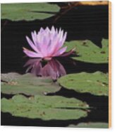 Water Lily With Reflection Wood Print