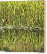 Water Plant Reflections Wood Print