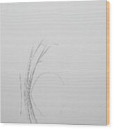 Water Reed In Black And White Wood Print