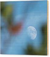 Waxing Gibous Moon Between Trees Blue Sky Costa Ballena Cadiz Wood Print