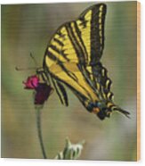 Western Tiger Swallowtail #2 Wood Print