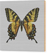 Western Tiger Swallowtail Wood Print