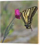 Western Tiger Swallowtail On Rose Campion Flower #4 Wood Print