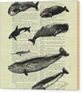 Whale Species Wood Print