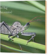 Wheel Bug Wood Print