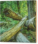 When The Wind Blows Cathedral Grove Wood Print