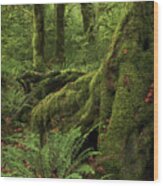 When You Are Loved - Hoh Rainforest #14 Wood Print
