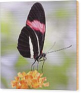 Whispering Of Butterfly Wings 15 Wood Print